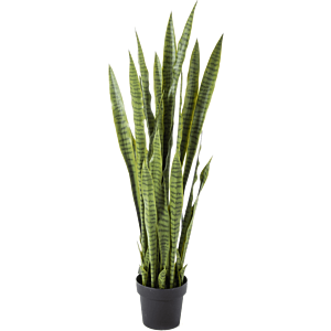 Sansevieria