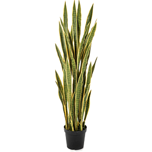 Sansevieria