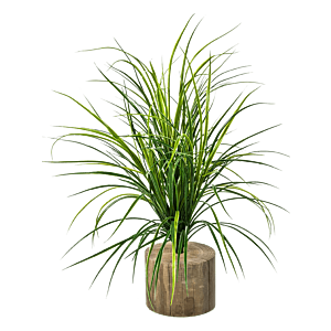 Gras