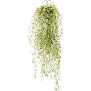 Langharig Gras