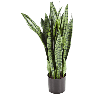 Sansevieria