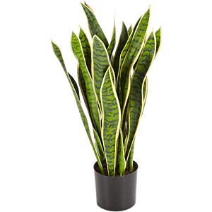 Sansevieria