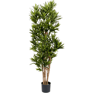 Dracaena Reflexa