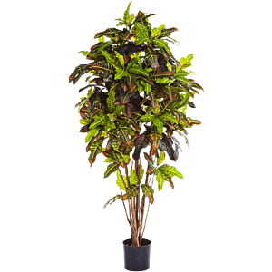Croton