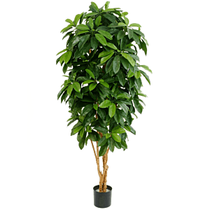 Schefflera