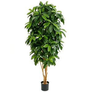 Schefflera