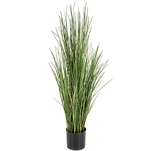 Honinggras