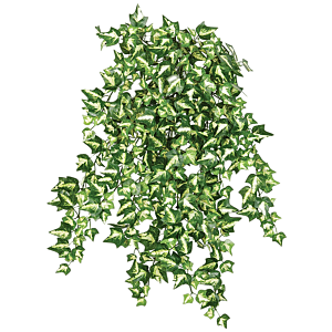 Klimop