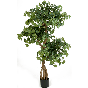 Ginkgo Biloba