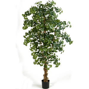 Ginkgo Biloba