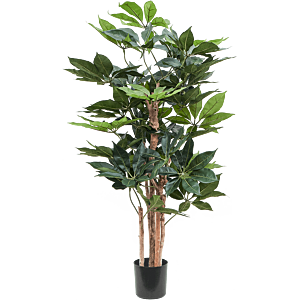 Schefflera