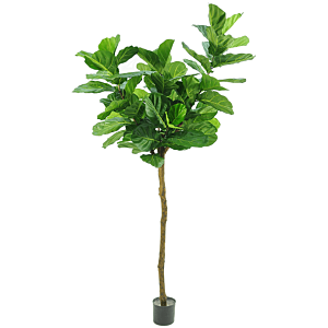 Fiddle Leaf Boom
