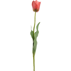 Tulp
