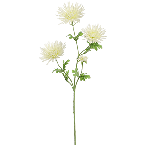 Spin-Gerbena