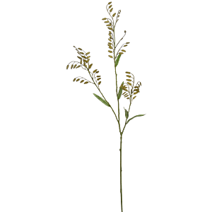 Groot Chasmantium