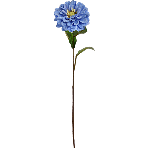 Zinnia