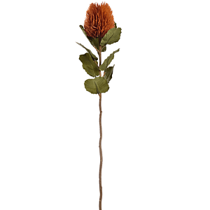 Banksia
