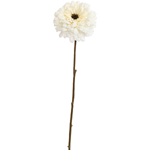 Zinnia