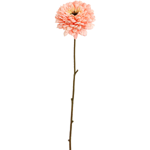 Zinnia