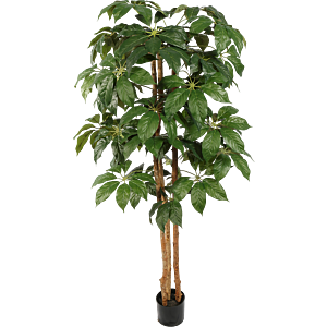 Schefflera