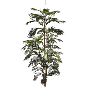 Areca