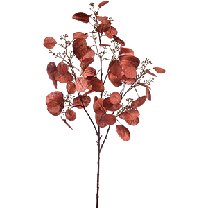 Grote Eucalyptus