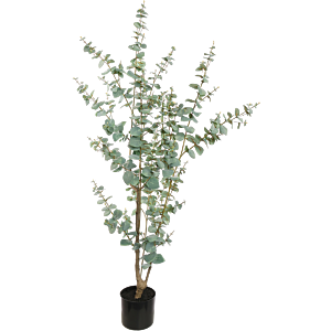 Eucalyptus Globulus