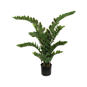 Zamioculcas