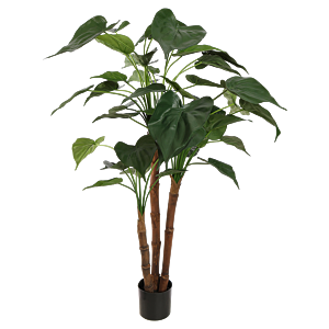 Alocasia Cucullata