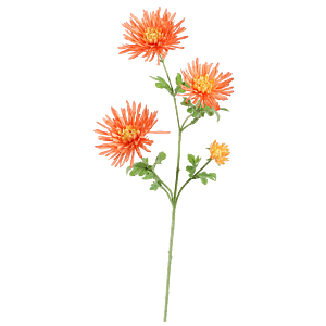 Spin-Gerbena