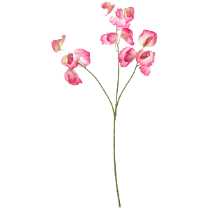 Lathyrus