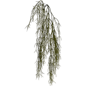 Hangende Koraalplant