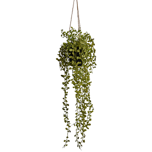 Philodendron