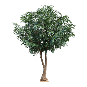 Ficus Alii