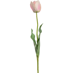 Tulp