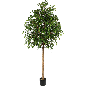 Ficus Natasja