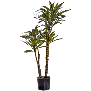Yucca