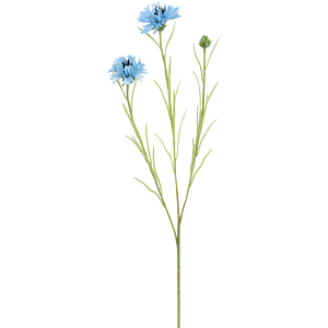 Korenbloem