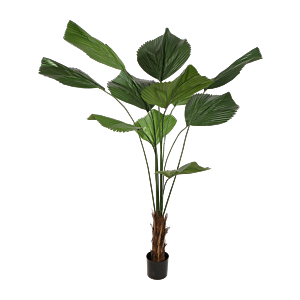 Licuala Grandis