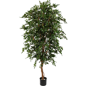 Ficus Folia