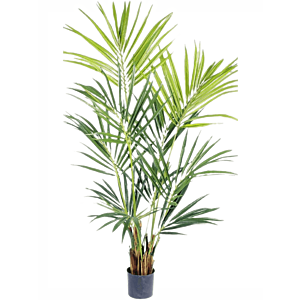 Kentia