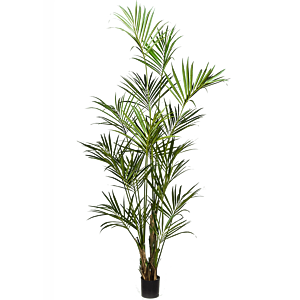 Kentia
