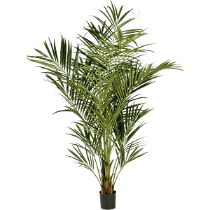 Kentia