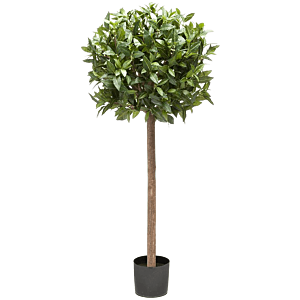 Laurier (Laurus Nobilis)