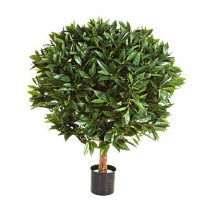 Laurier (Laurus Nobilis)