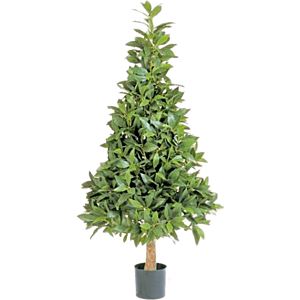 Laurier (Laurus Nobilis)