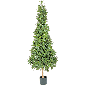 Laurier (Laurus Nobilis)
