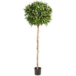 Laurier (Laurus Nobilis)