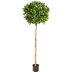 Laurier (Laurus Nobilis)