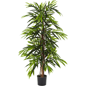 Ficus Alii